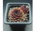 Sempervivum ARNO