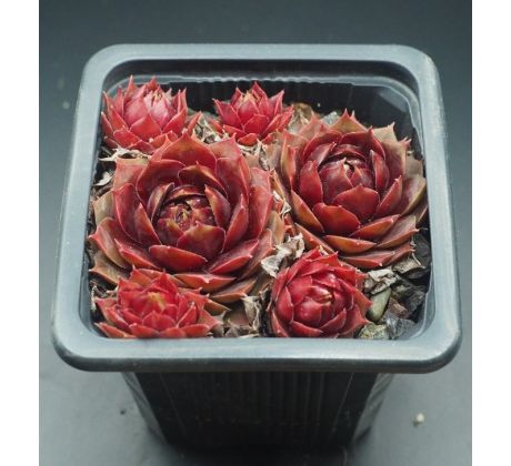 Sempervivum DIRECTOR GENERAL