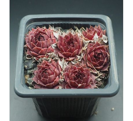 Sempervivum CRYSPIN TYP WILLS