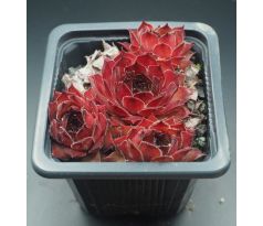 Sempervivum OLIVIA