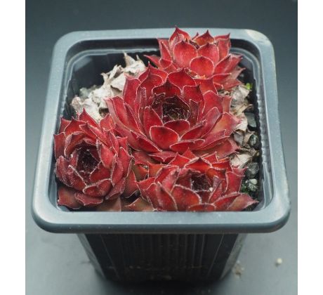 Sempervivum OLIVIA