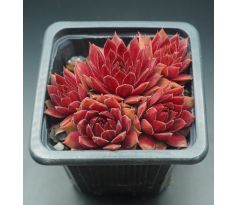 Sempervivum PACIFIC KNIGHT