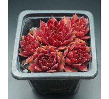 Sempervivum PACIFIC KNIGHT