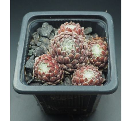 Sempervivum PAMIR