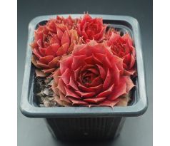 Sempervivum JEWEL CASE