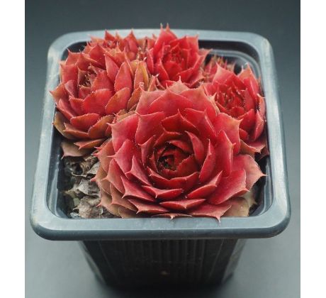 Sempervivum JEWEL CASE