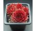 Sempervivum JEWEL CASE