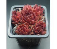 Sempervivum PACIFIC RED ROSE