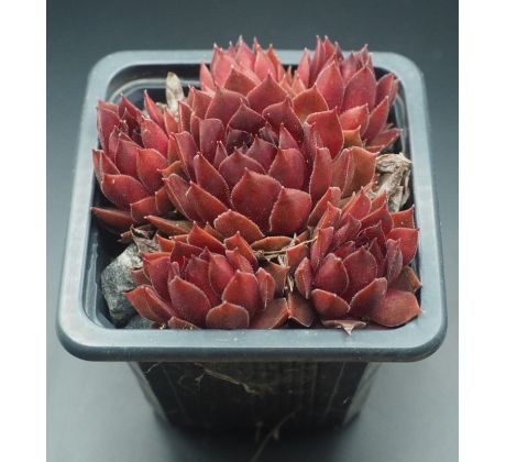 Sempervivum PACIFIC RED ROSE