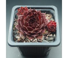 Sempervivum VICTORIAN