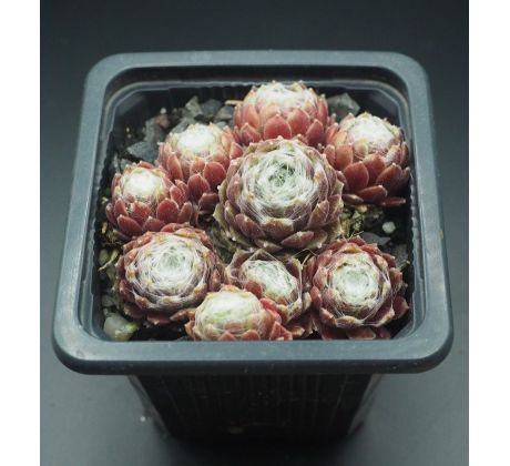 Sempervivum WEISSES NEST