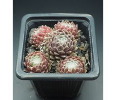 Sempervivum BANDI