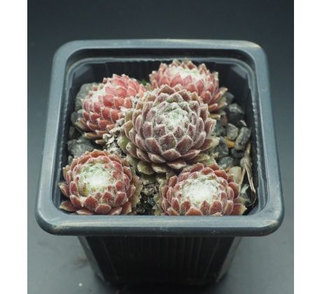 Sempervivum BANDI