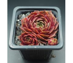 Sempervivum CORONA