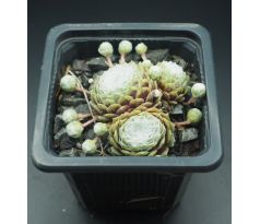 Sempervivum WHITE LADIES