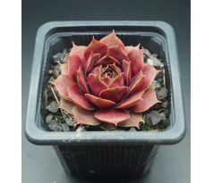 Sempervivum VIDEO