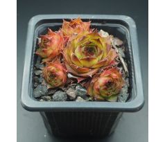 Sempervivum VOLKER