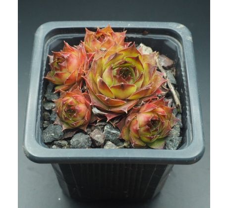 Sempervivum VOLKER