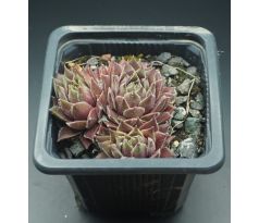 Sempervivum CROWS