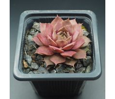 Sempervivum VANTO