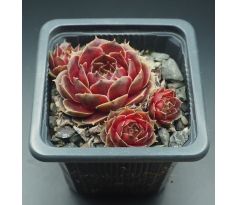 Sempervivum VITI