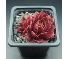 Sempervivum WEINKÖNIGIN