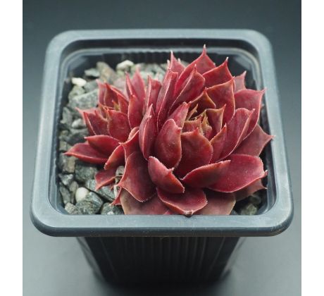 Sempervivum WEINKÖNIGIN