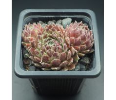 Sempervivum WINTER BEAUTY