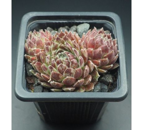 Sempervivum WINTER BEAUTY