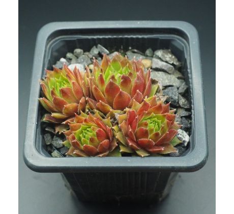 Sempervivum SIMPLONSTERN