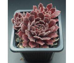 Sempervivum SHA-NA