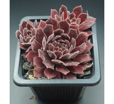 Sempervivum SHA-NA