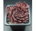 Sempervivum SHA-NA