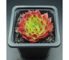 Sempervivum SIRIUS