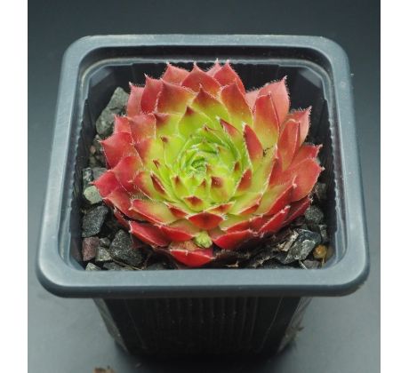 Sempervivum SIRIUS