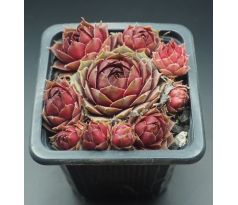 Sempervivum CLISSETE