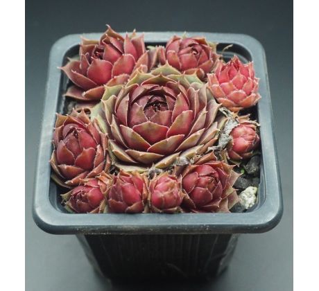 Sempervivum CLISSETE