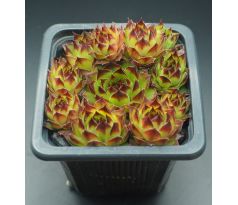 Sempervivum SIGI