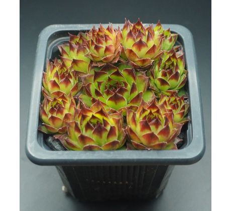 Sempervivum SIGI