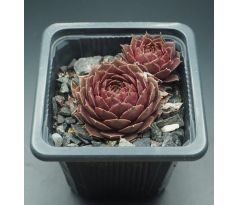 Sempervivum SKROCKI`S BRONZE