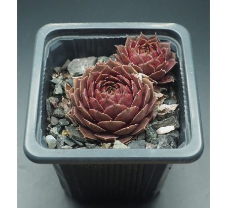 Sempervivum SKROCKI`S BRONZE