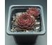 Sempervivum SKROCKI`S BRONZE