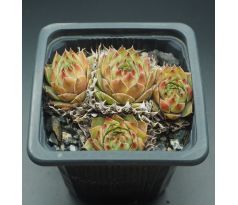 Sempervivum SILVERINE