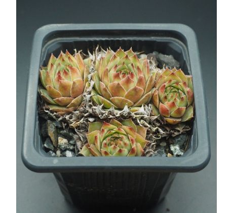 Sempervivum SILVERINE