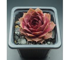 Sempervivum SCARLET VARIETY