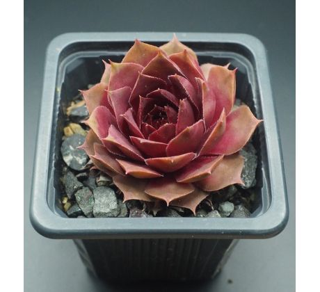 Sempervivum SCARLET VARIETY