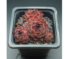 Sempervivum SMOKEY