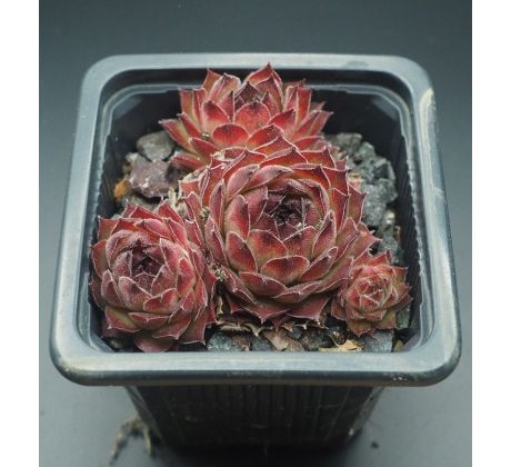 Sempervivum SMOKEY