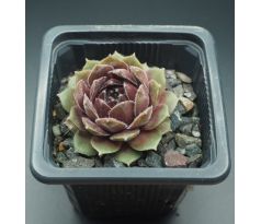 Sempervivum SKROCKI`S OFFSHOOT