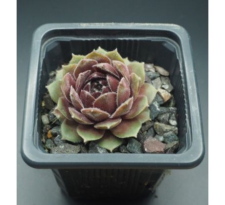 Sempervivum SKROCKI`S OFFSHOOT